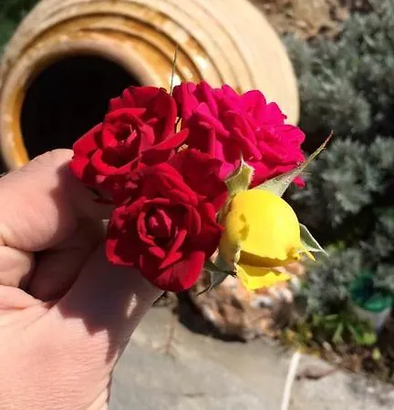 Hébergement de vacances Rose Apollonia
